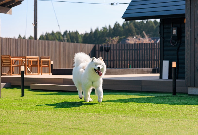 庭を走る白い犬