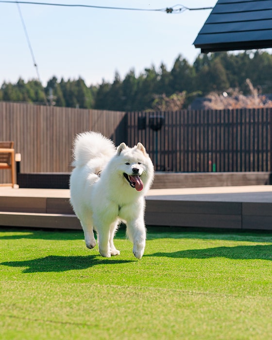 ウッドデッキの芝生で遊ぶ白い大型犬