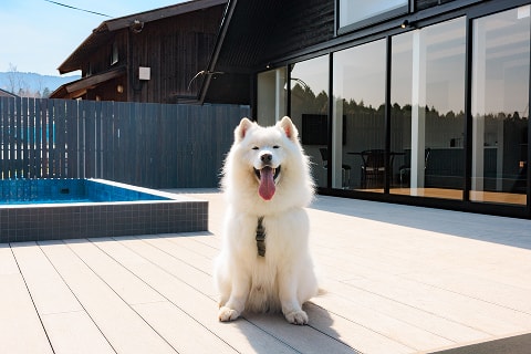 プールの前でおすわりする白い犬